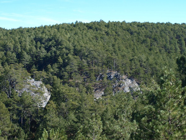 bosque de pino pudio