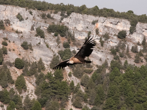 buitre leonado en vuelo