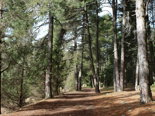 pista de acceso a la ermita de san bartolomé en el cañón del río lobos